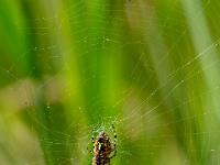 Wespenspinne Unterseite